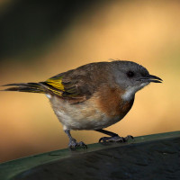 Rufous-banded Honeyeater
